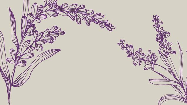 Line drawings of lavender