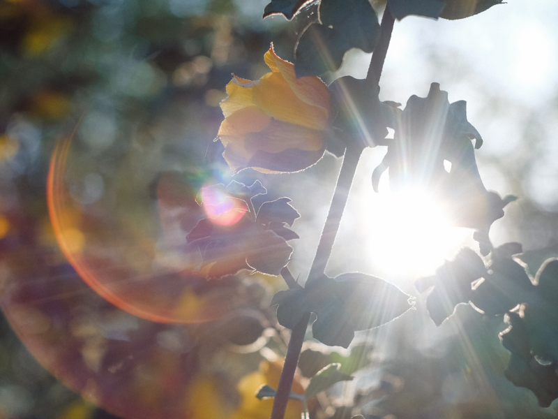 Light shining upon flower and leaves by Cyrus Crossan