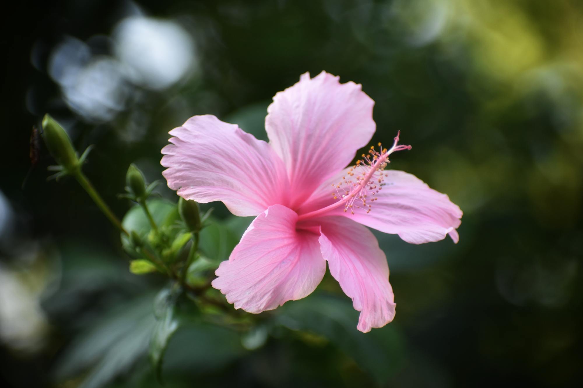 hibiscus flower blooming beautiful pink with long stamen