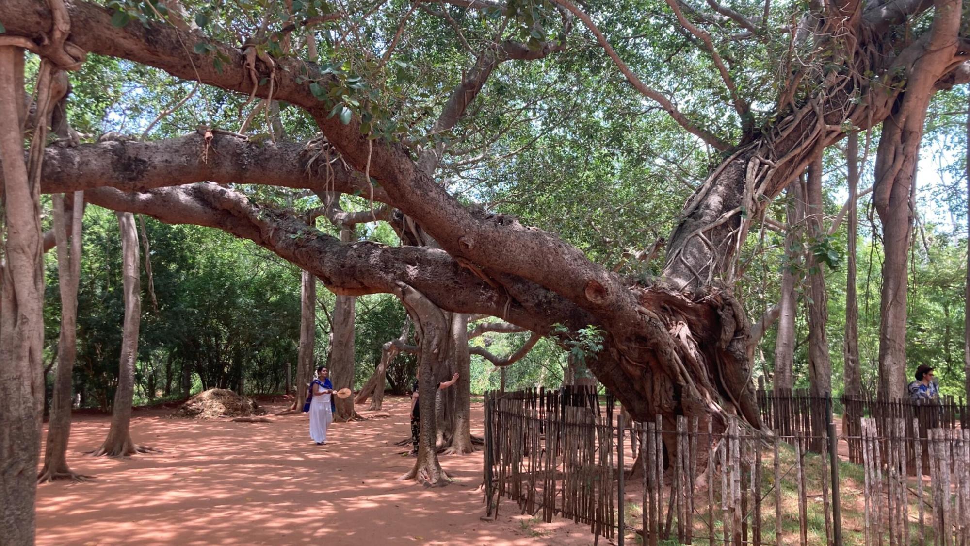 Photo from Asian Contemplative and Transcultural Studies Program trip to Auroville, India in 2023