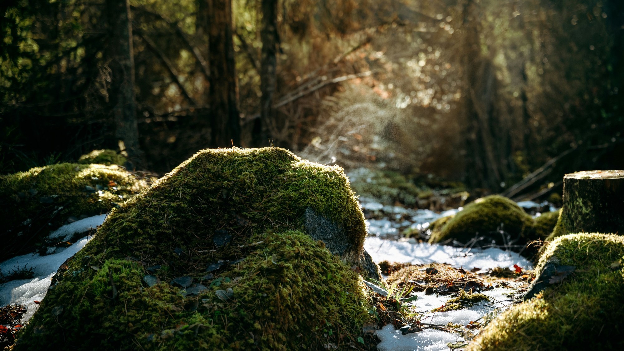 Sunlight streaming through a mossy forest floor with snow.
