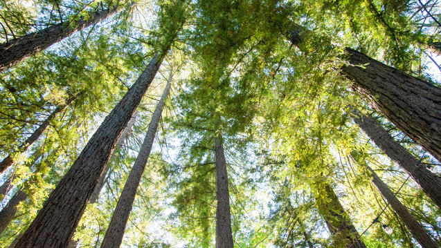 trees in the woods under a sunny blue sky