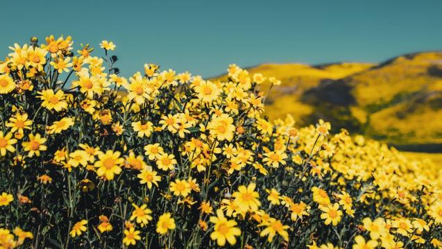 Mountainous field of daisies