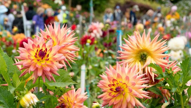 Dahlia in botanical garden