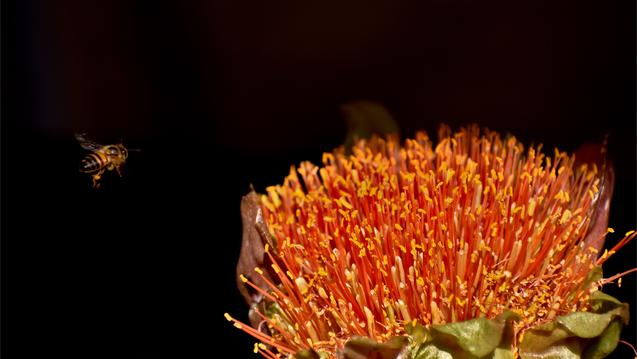 Flower and bee by Nicole Wreyford