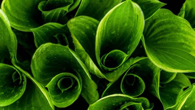 Green dewy hosta leaves