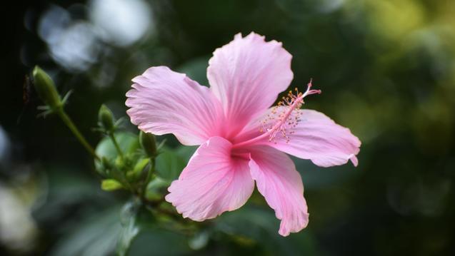 hibiscus flower blooming beautiful pink with long stamen