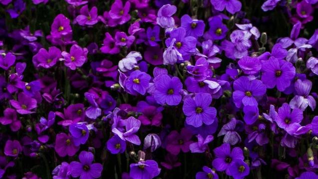 Purple Flowers