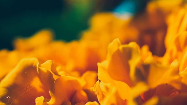 Orange flowers 