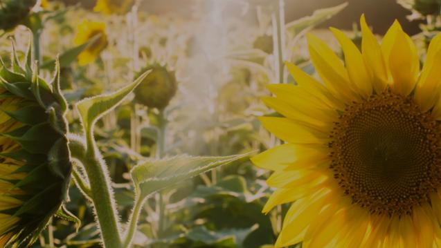 Sunflowers in a field with the sun shining through