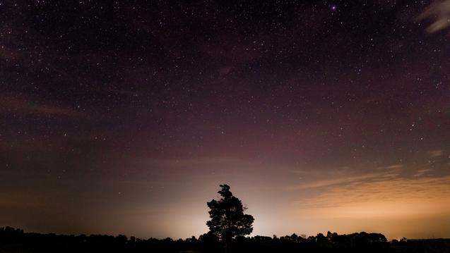 silhouette of a tree with the sky at dusk in the background