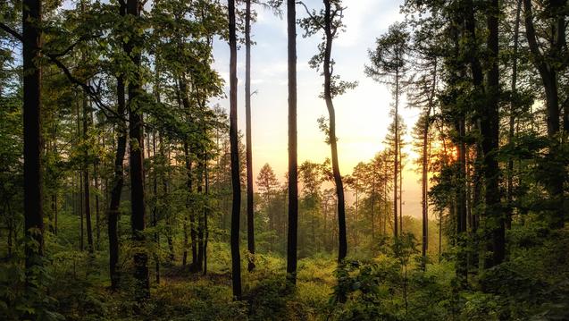 Forest at dawn