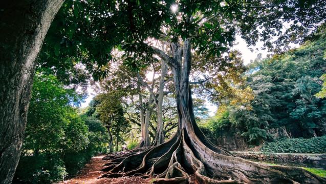 Tree in National Botanical Garden in Koloa by Jason Weingardt