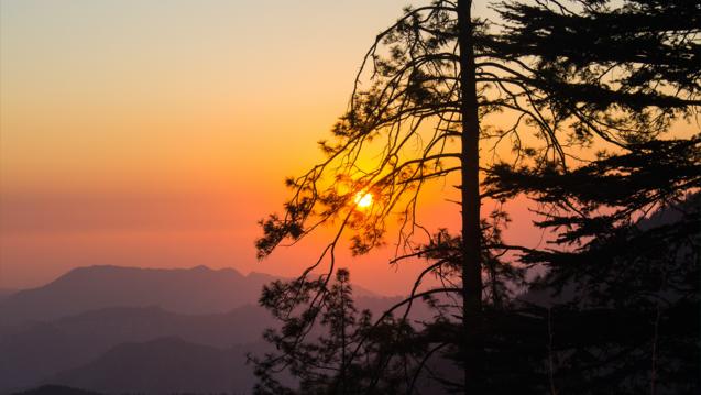 Sunset with tree in India by unknown traveler
