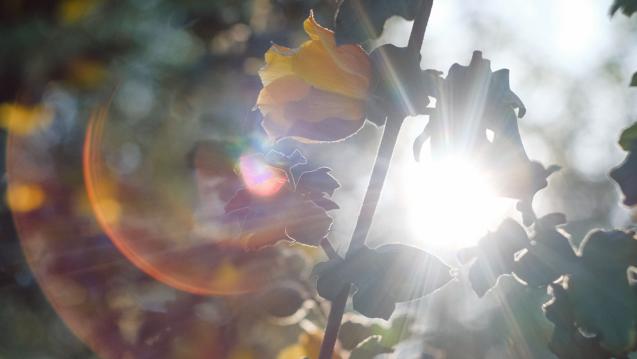 Light shining upon flower and leaves by Cyrus Crossan