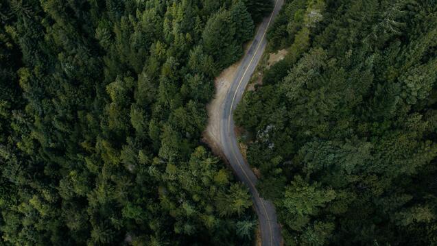 aerial view of a forest with a road going through it