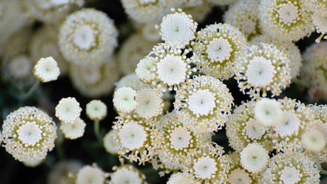 Macro photo of white flowers by Viijayalakshmi Nidugondi on Unsplash