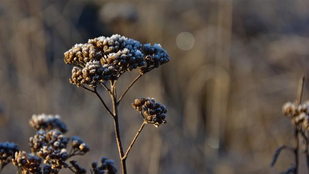 Yarrow by Tomas Sobek