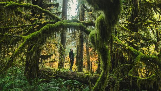 Person standing in a forest