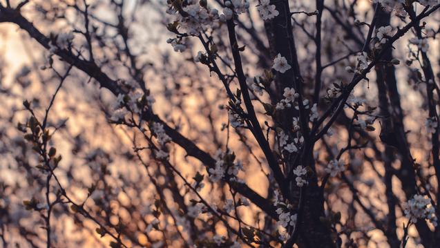 Close up of a tree with flowers at sunset