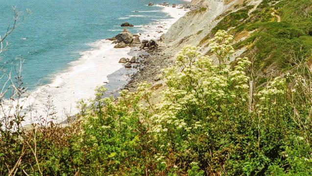 Photo of a San Francisco beach with waves crashing and shrubs in the foreground