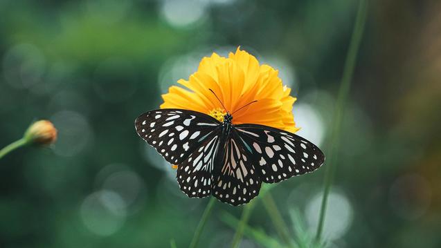 Black butterfly on orange flower photo by Niranjan