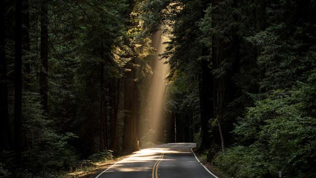 Photo of light shining on a dark wooded road by John Towner