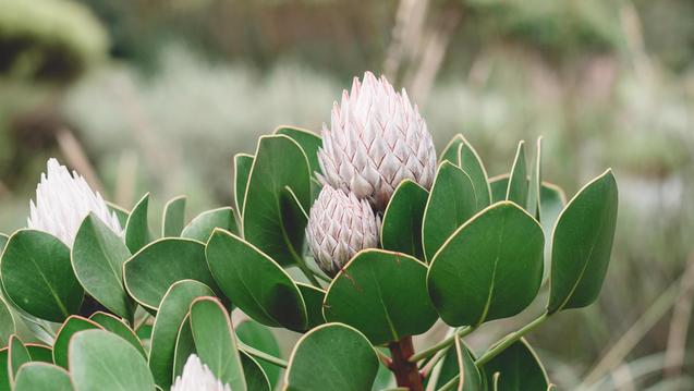 Lotus flower plant photo by Laura Flint on Unsplash