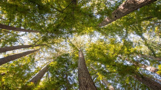 Gazing upward at tall deciduous trees