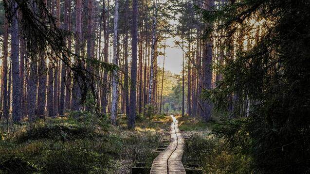 Empty Wooden Pathway in Forest