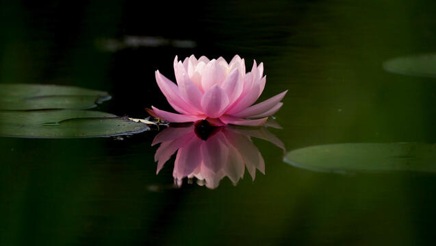 Still of Lily Pond