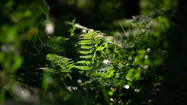 Green fern leaves.
