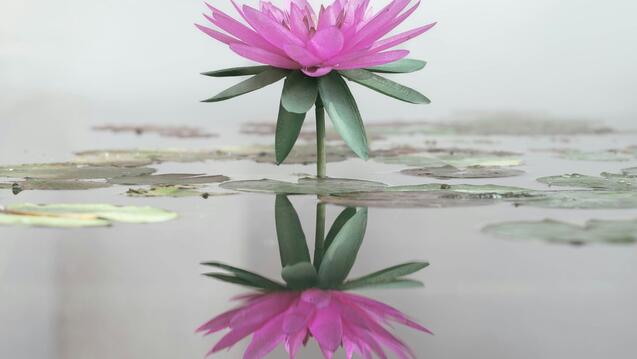 Pink lotus reflecting on the water of a pond.