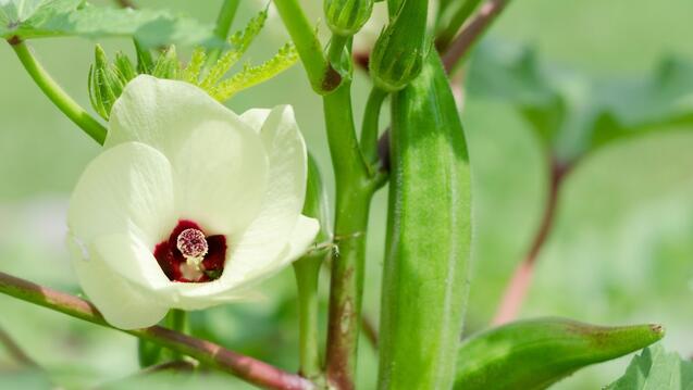 Okra flower