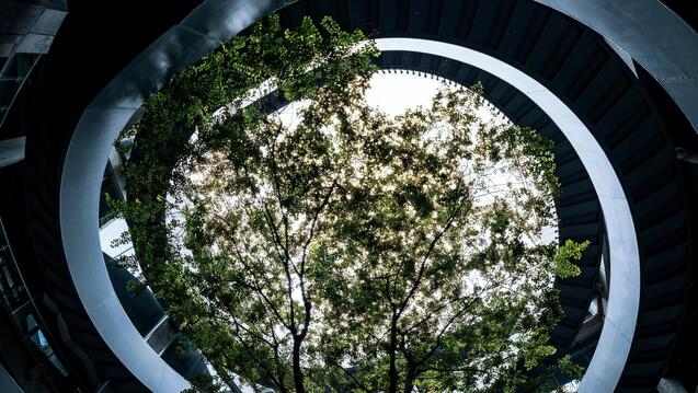 Modern spiraling architecture framing a vibrant green tree 