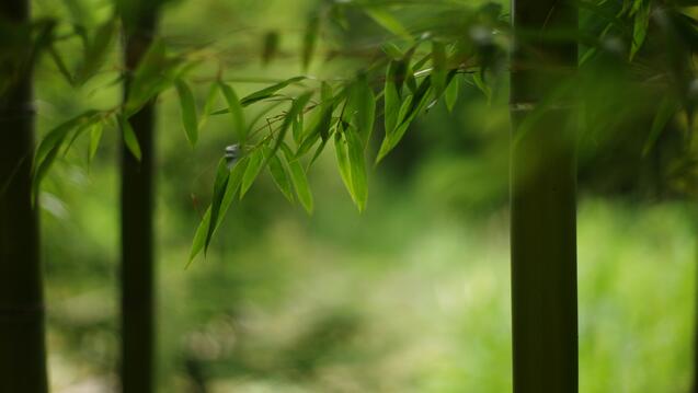 Bamboo Leaves Mountain