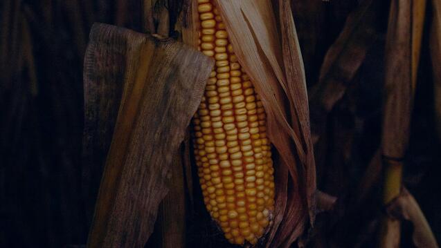 On Indigenous Seedkeeping and Food Sovereignty (Livestream)