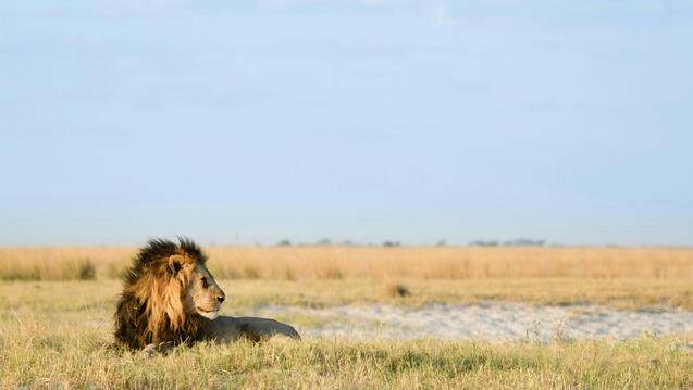 How to Rewild Your Meditation Practice