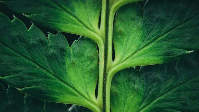 Integrating Ancestral Wisdom and Science for True Health