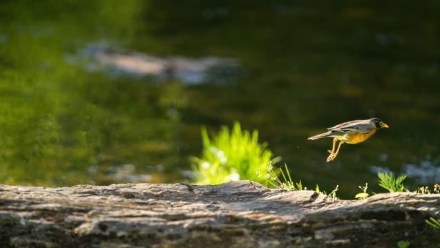 bird taking off from log