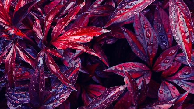 bright maroon leaves with water droplets
