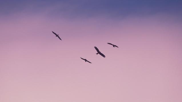 Overcoming Codependency Through Somatics and Breathwork