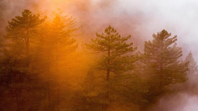 On Integral Psychedelic Therapy (In-Person)