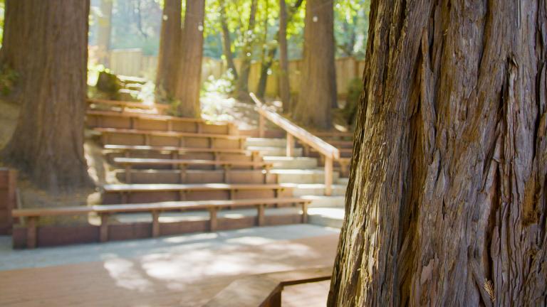 stairs leading to a rest area in the woods