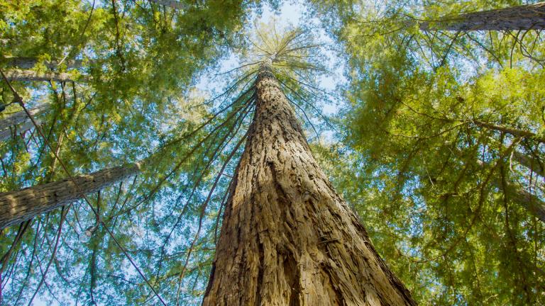 a forest canopy under an open blue sky