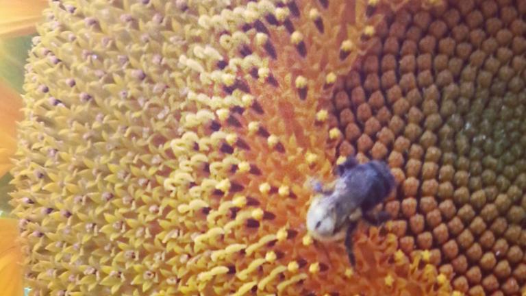 A bee on a sun flower. Learn more about the Women's Spirituality online MA and PhD programs at California Institute of Integral Studies.