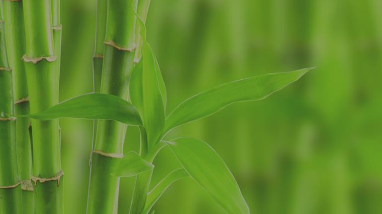 Bright green bamboo