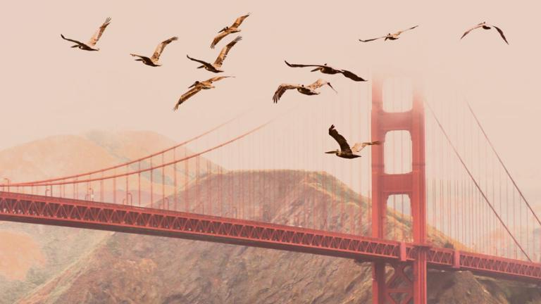Birds flying next to the Golden Gate Bridge in San Francisco.