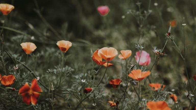 A close up of a grove of poppies at dusk.