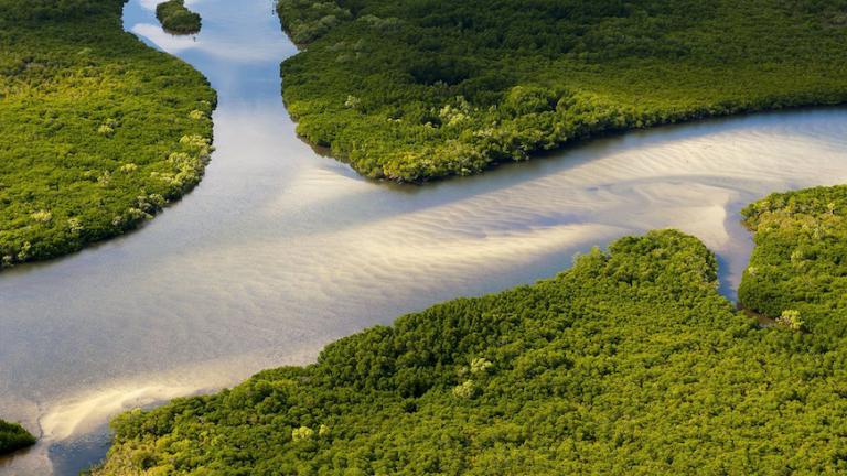 Image of a river basin flowing between plants